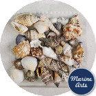 Craft Pack - Assorted Small Shells